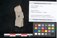 Foto (Objekt + Etikett) von Plantae indet.  (NHMW-GEO-2024-0188-6688)